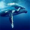Ocean with David Attenborough