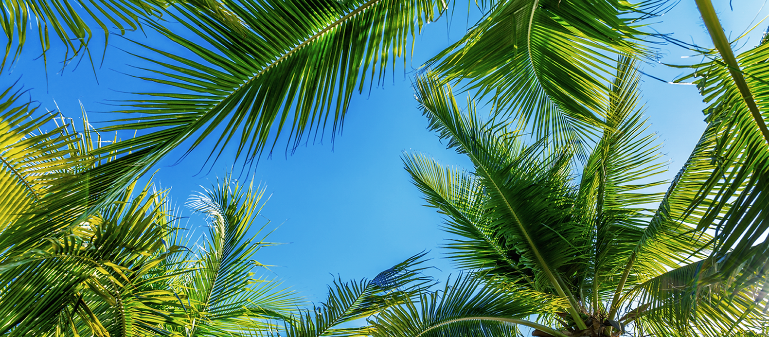 Palm Tree