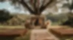 bell2045_outdoor_wedding_set_up_in_australia._large_fig_tree_in_eb359bf2-c3a1-460c-b25c-35