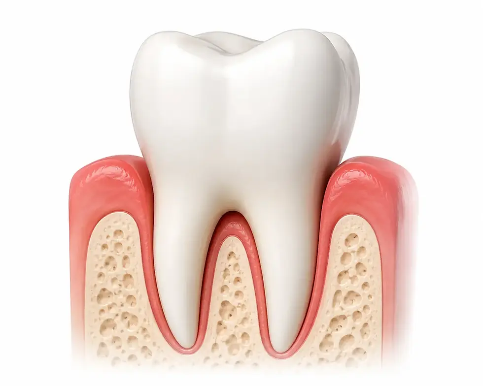 parodontologie-gingie-sanatoasa-dinte-os-alveolar.webp