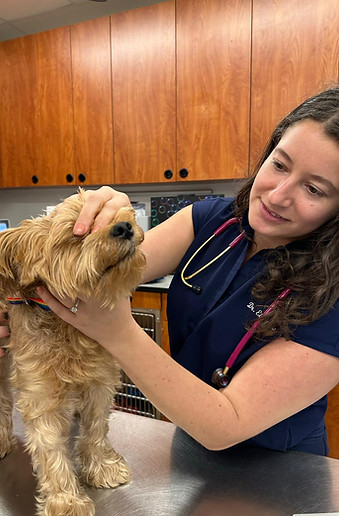 veterinarian-dog-exam-evs-pet-urgent-care-kissimmee.jpg
