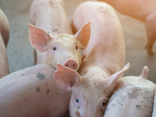 Granjas de reprodutores suídeos certificadas: Protegendo a saúde e economia