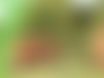 4 Prominent Reasons for You to Visit Dhikala Zone