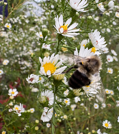 Bee on white flowers