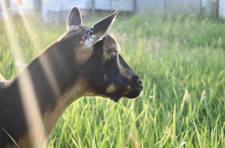 Picture of one goat looking into the sun 