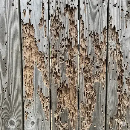Preventing Pests in Wooden Fences: Effective Methods to Protect Your Investment