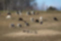 Painted Desert Sheep | Livestock Guardian Dog Puppies