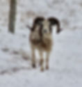 IMG_7120.jpeg