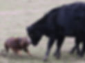 red tri Australien Shepherd cow dog