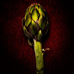 3636-Artichoke-prince