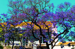 1963-A-cascade-of-wisteria