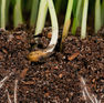 ageold_healthysoilspic.jpg