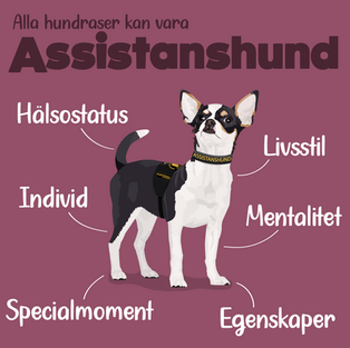 Text: Alla hundraser kan vara assistanshund. I mitten av bilden står en trefärgad chihuahua med ett svart assistanshundstäcke och ett svart assistanshundshalsband. Runt hunden står orden: individ, livsstil, mentalitet, egenskaper, hälsostatus, specialmoment.