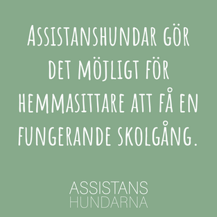 Assistanshundar gör det möjligt för hemmasittare att få en fungerande skolgång.