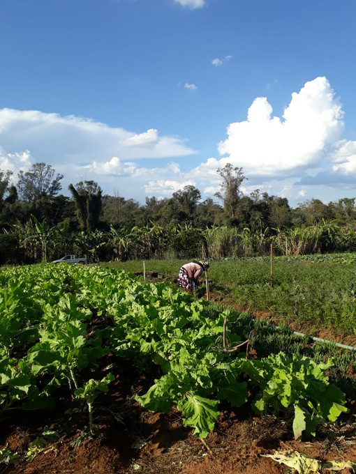 RESENHA: MULHERES E AGROECOLOGIA -
TRANSFORMANDO O CAMPO, AS FLORESTAS E AS PESSOAS