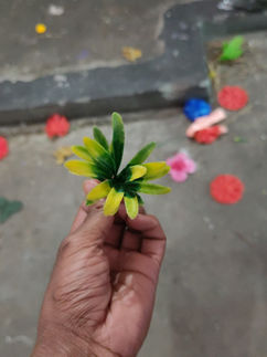 #Rajputdecoration