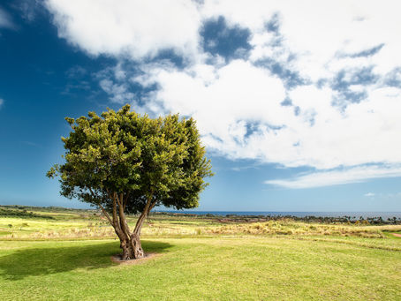 ¡Extendiendo las raíces hacia la corriente!