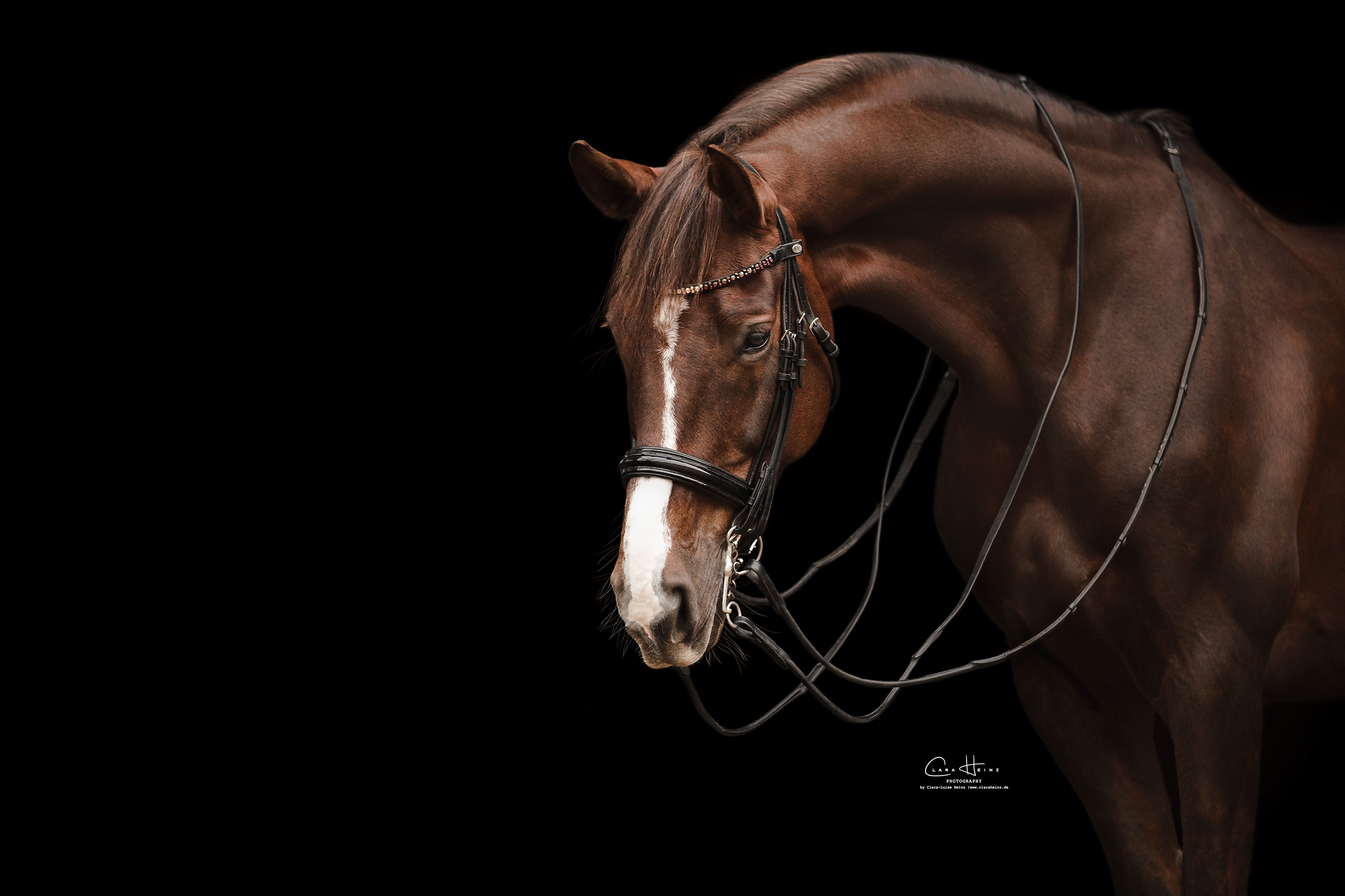 ClaraHeinzPhotography_T7A1046.WEB.2 Kopie.jpg