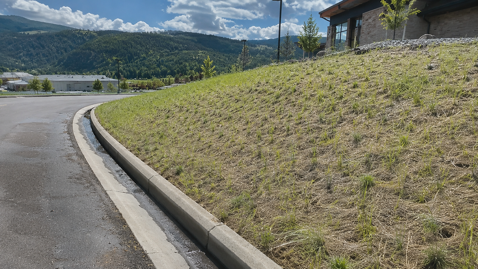 Native grasses on a hilly slope