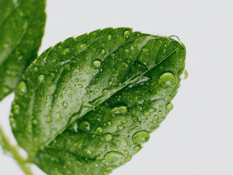 Leaf With Water Droplets