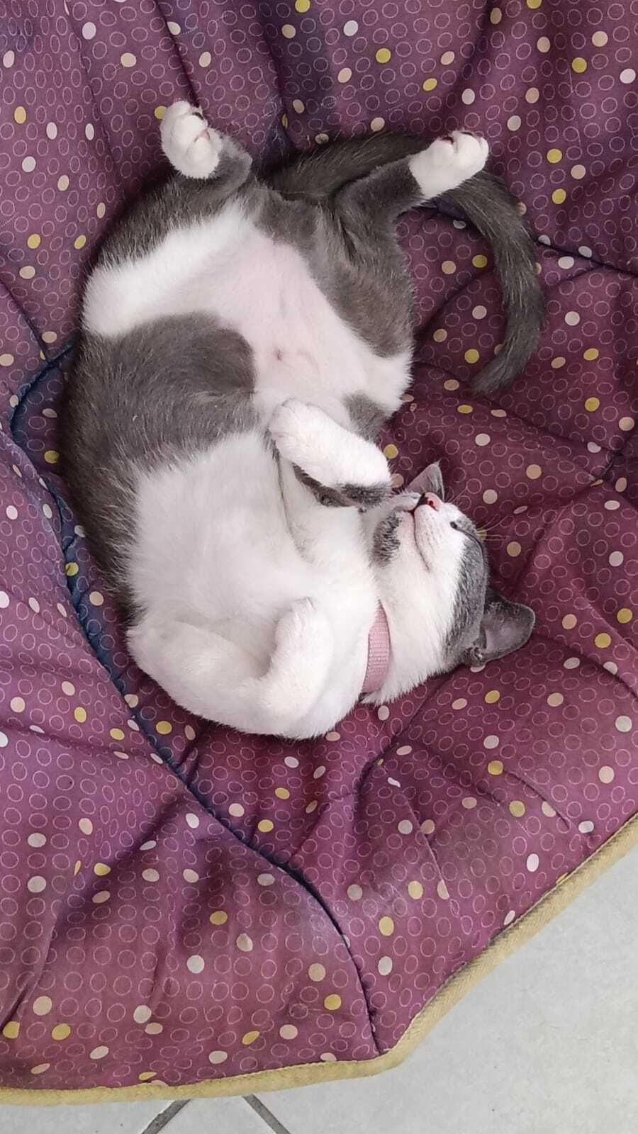 SiSi Acostada