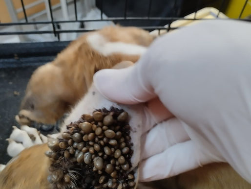 Garrapatas: Un Pequeño Parásito que Puede Causar Grandes Problemas