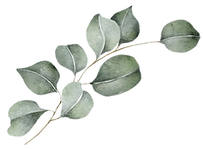 eucalyptus could be low res.png