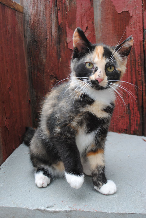 08-28-2021 Firecracker.JPG