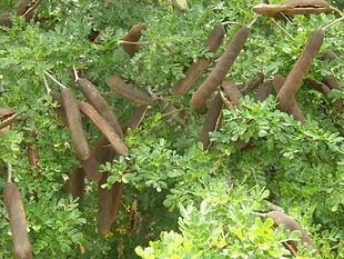 Ebenopsis ebano 01 (2).jpeg