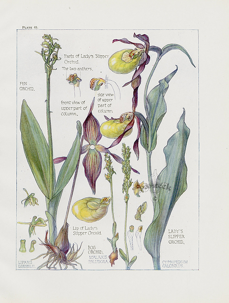 lady slipper print.png