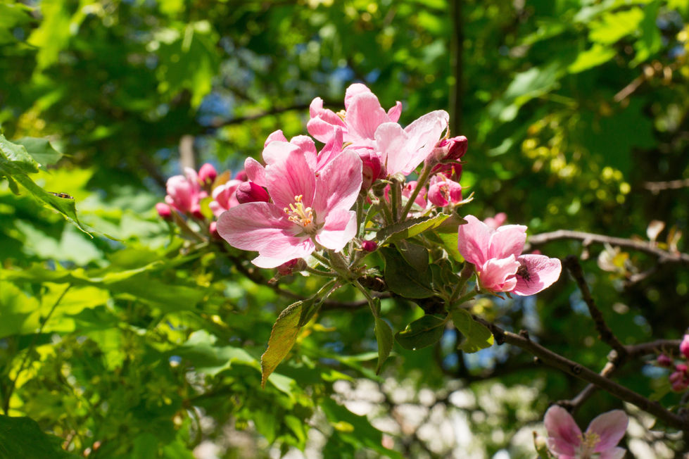 flower-nature-1474481