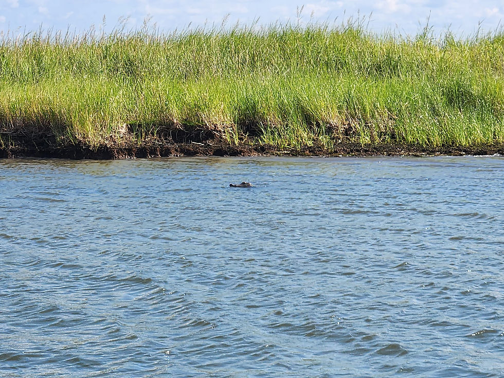 Marsh