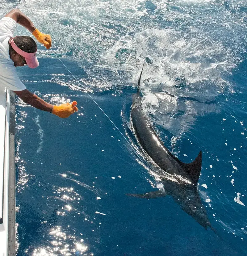 baja-bounty-marlin.webp
