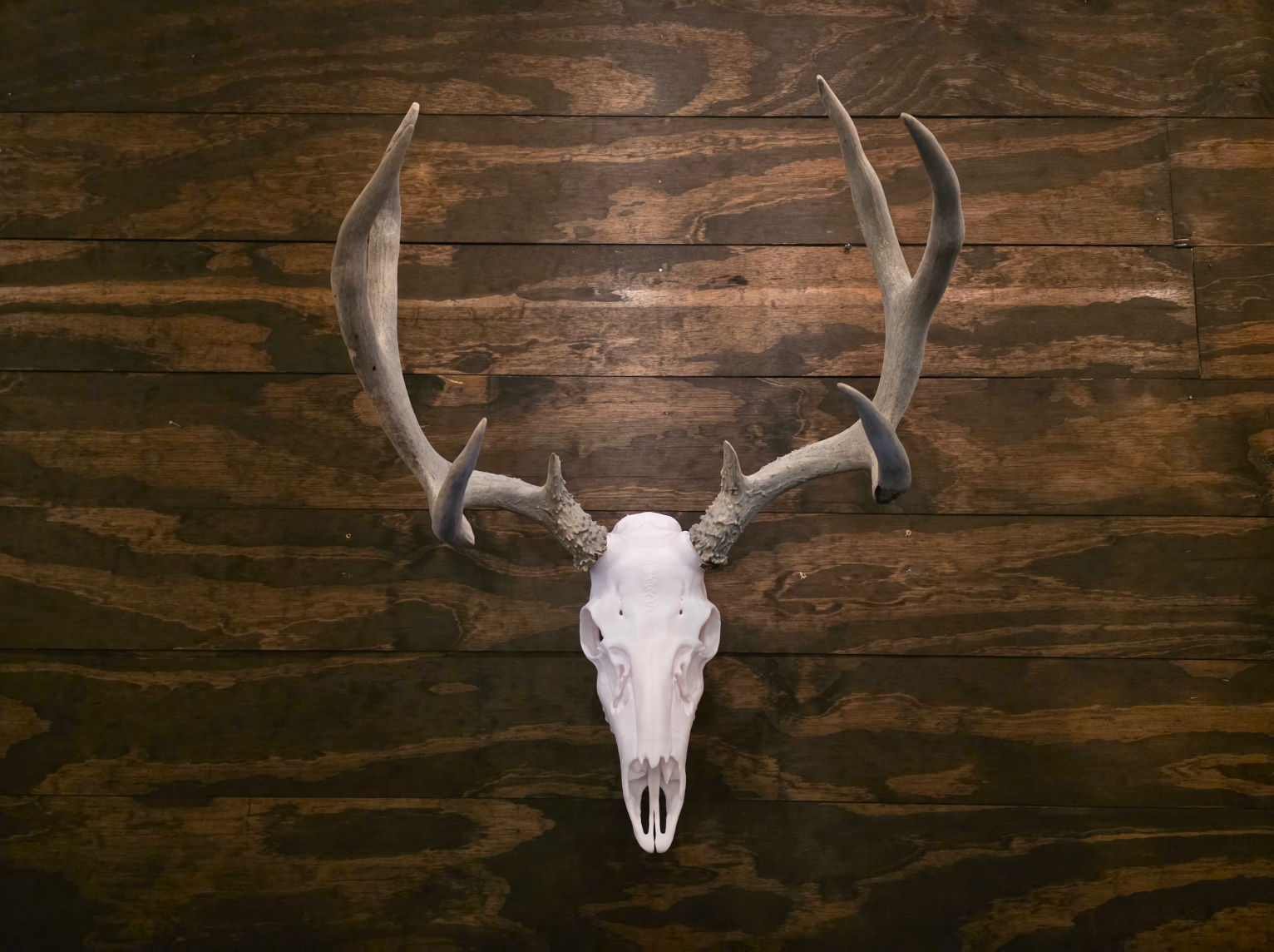 Mule Deer Skull - Real Antler Mount