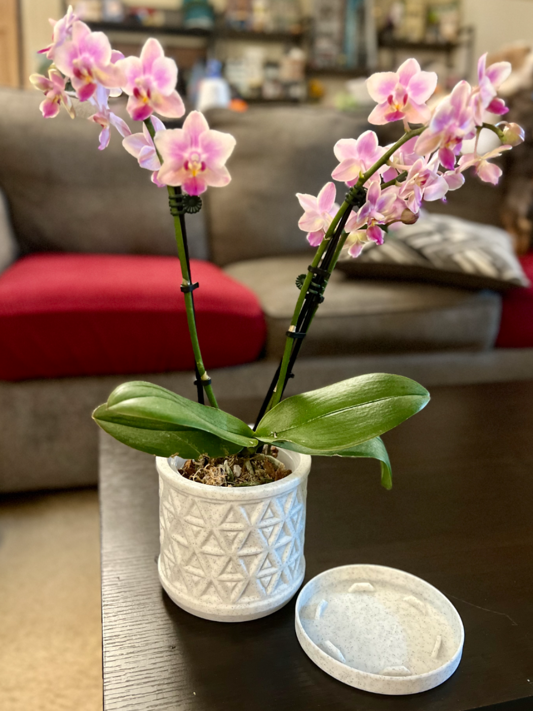 Tranquility - Planter & Drip Tray