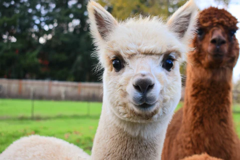 Firwood Farm Alpaca Rescue