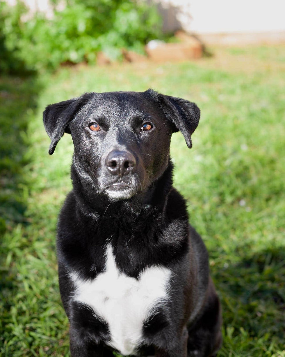 Lab mix