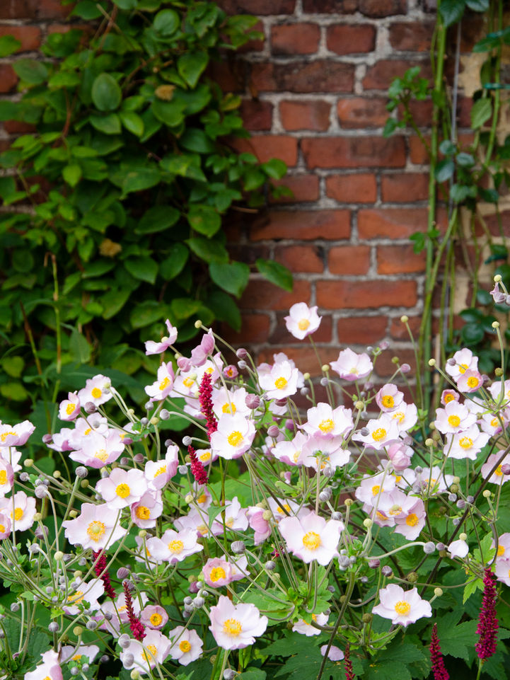 Kleine stadstuin met vaste planten borders
