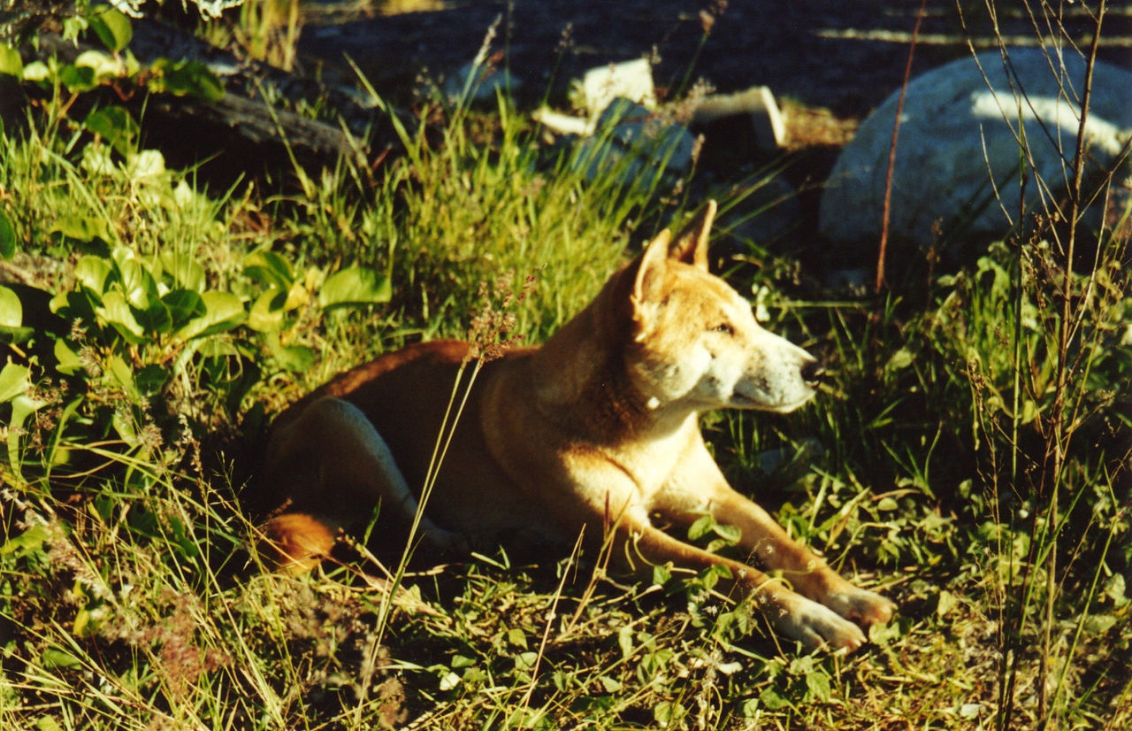 Dingo
