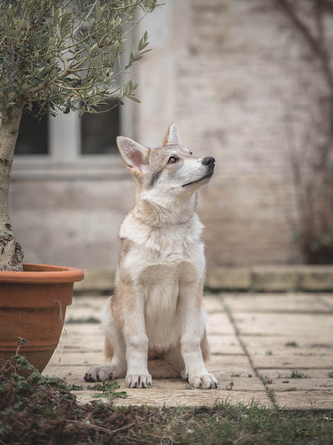 Tamaskan puppy in de tuin