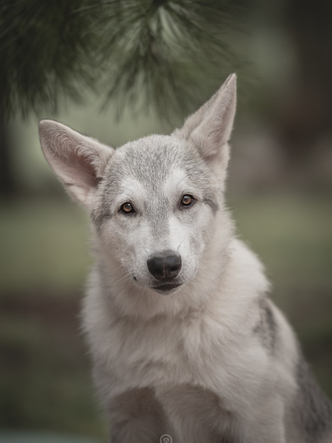 Portretfoto van tamaskan puppy