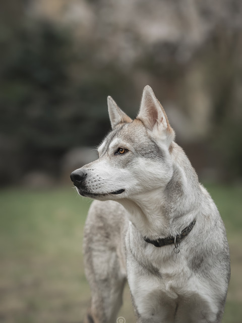 Portretfoto van de hond Tamaskan Unn