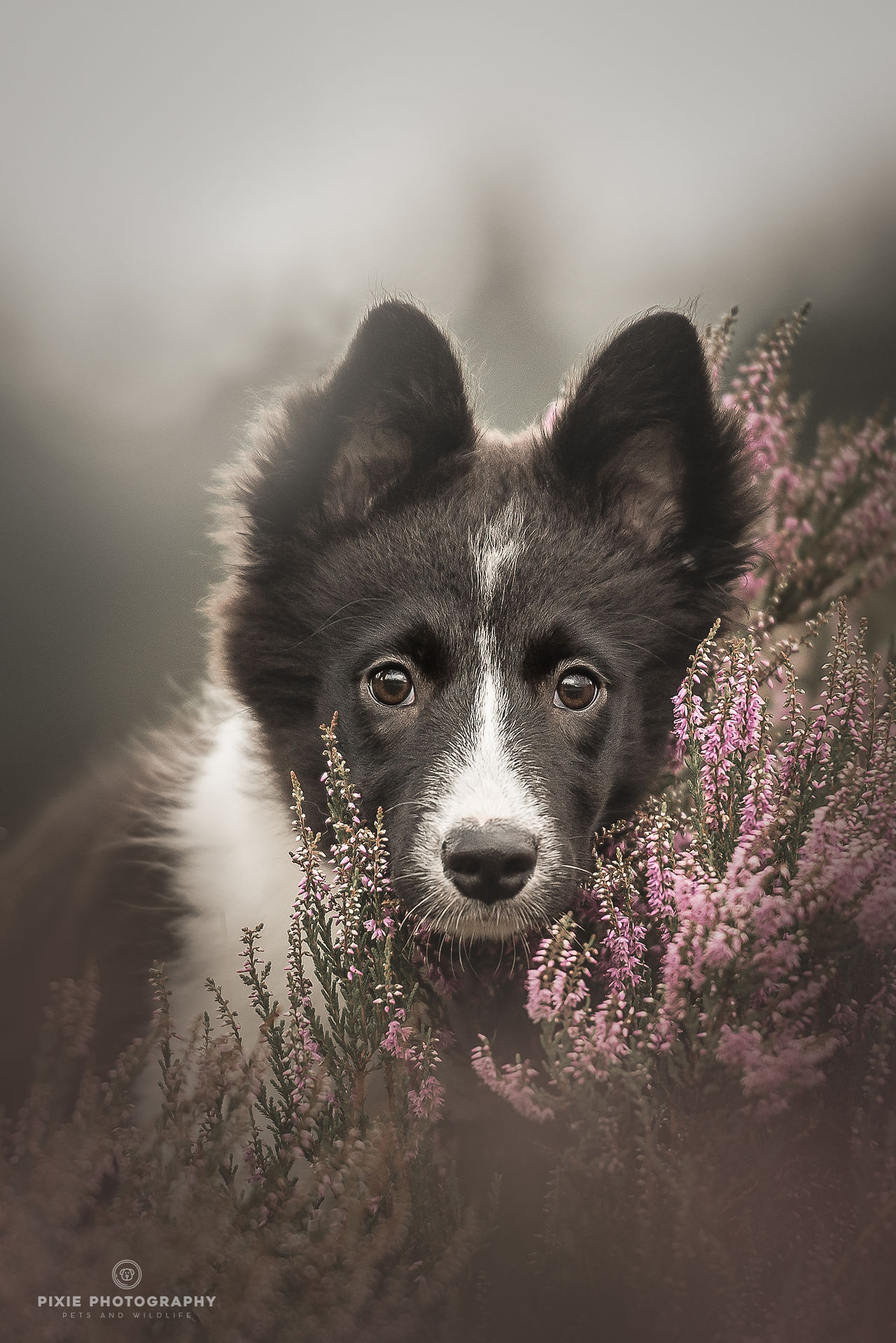 Portret van Border Collie puppy op de paarse heide