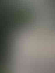 Portretfoto van de hond Tamaskan Unn