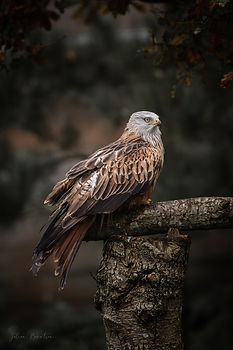 DSC_9109-WEB.jpg