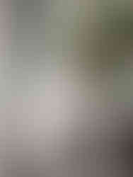 Tamaskan puppy buiten bij het raam