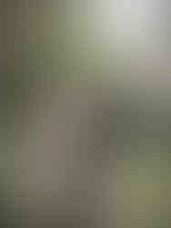 Oude Duitse herder kijkt opzij