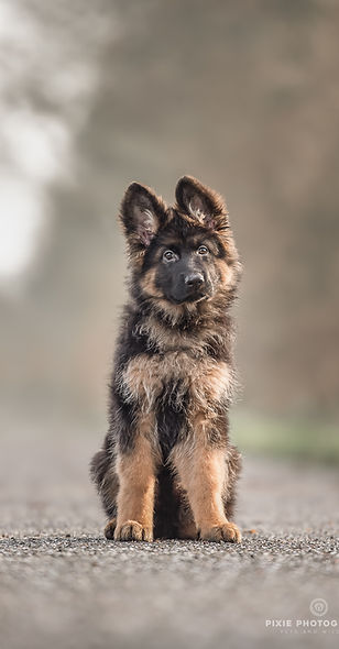Opgroeiende herdershond fotografie