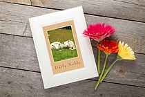 Through the Eyes of a Shepherd