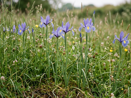 Що за квітка голландський ірис і як виростити голландські іриси?